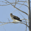 Swainson's Hawk