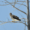 Swainson's Hawk