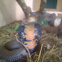 Mozambique Spitting Cobra