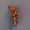 Orange Swift