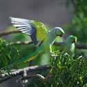 Rose-ringed Parakeet