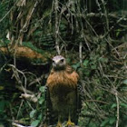 Unknown Hawk