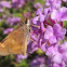 Umber Skipper Butterfly