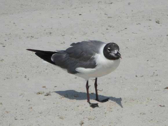 Spotting Image 1