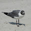 Laughing Gull