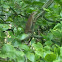 Carolina Anole