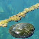 Green Sponge Ball Algae