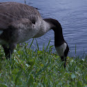 Canada Goose