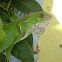 Iguana
