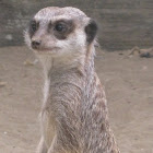 Meerkat