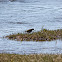 Spotted Sandpiper
