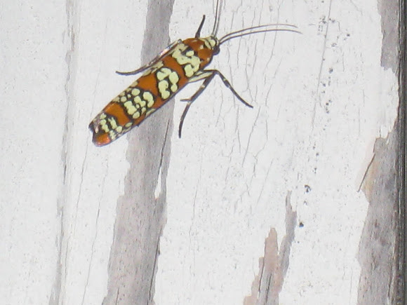 Spotting Image 1