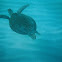 Green sea turtle