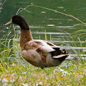 Domestic Mallard