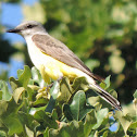 Western Kingbird