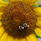 Common Eastern Bumble Bee