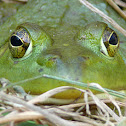Bullfrog