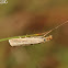 Vagabond Crambus