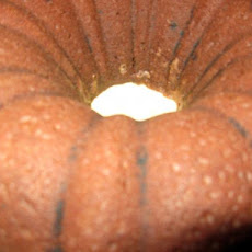 Mashed Potato Chocolate Cake