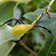 Coreid bug nymph