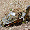 Red-eared slider