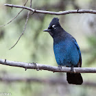 Steller's Jay