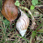 Giant African land snail