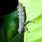 Grass Hopper