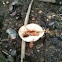 White Mushroom
