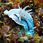Chromodoris willani