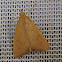 Crambidae Moth
