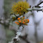 Lichen