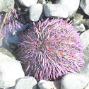 Purple sea urchin