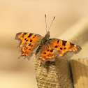 Comma, Gehakkelde aurelia
