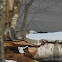 Gray Squirrel