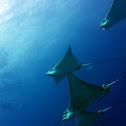 Spotted Eagle Ray