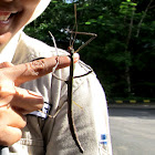 Walkingstick Insect
