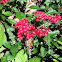 Monarch Butterfly