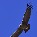 Andean Condor