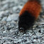 Woolly Bear Caterpillar 