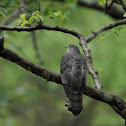 Common hawk cuckoo