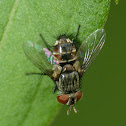 Tachinid fly
