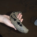Sea Cucumber