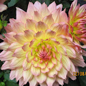Dahlia
