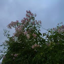 podranea ricasoliana