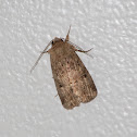 Moth