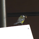 Great Tit