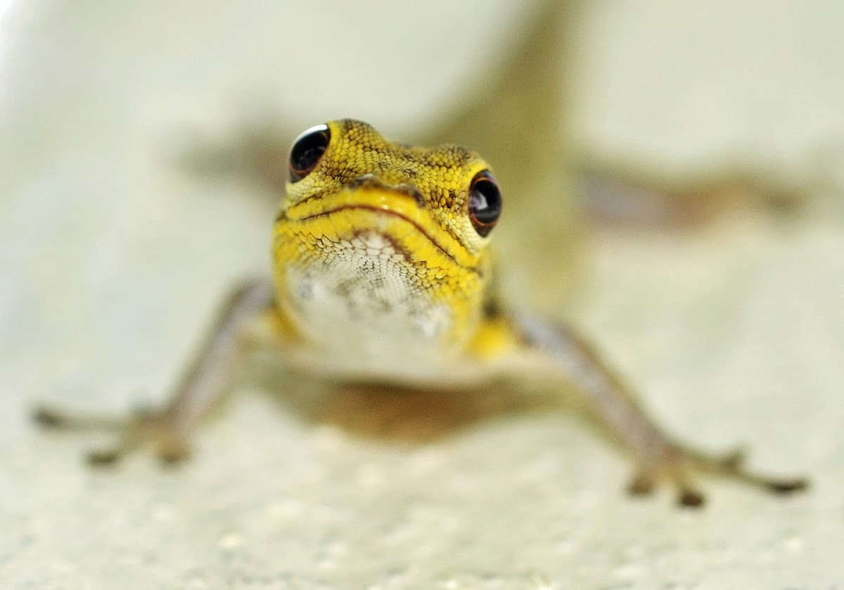 Yellow-headed Dwarf Gecko