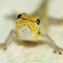 Yellow-headed Dwarf Gecko