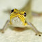 Yellow-headed Dwarf Gecko